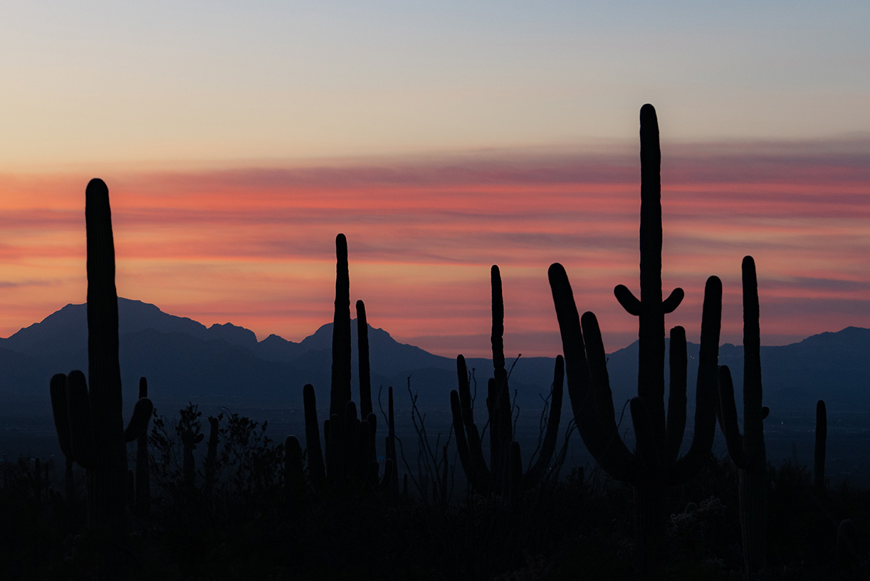 Captivating Arizona sunset casting warm hues over iconic cacti, showcasing the realty and natural beauty of Fountain Hills in its desert landscape.